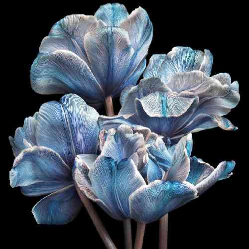 اصغر ربیع پور چیه هی پلنگ پلنگ چیه هی تیر و تفنگ